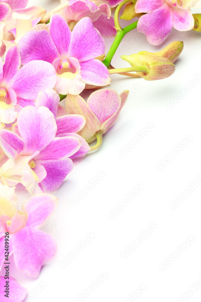 Obraz premium Dendrobium Phalaenopsis