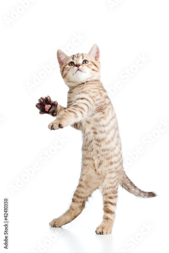 Funny playful cat is jumping. Isolated on white background