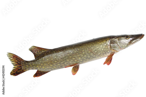 pike