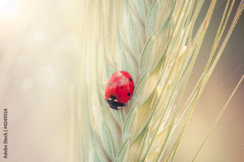 Fototapeta premium Ladybug on a spike