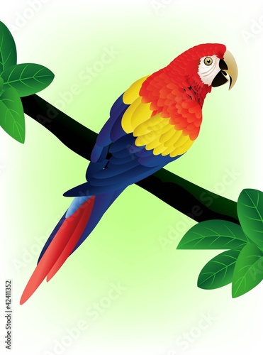 Vector detailed macaw bird