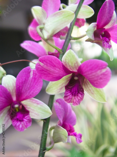 Orchids