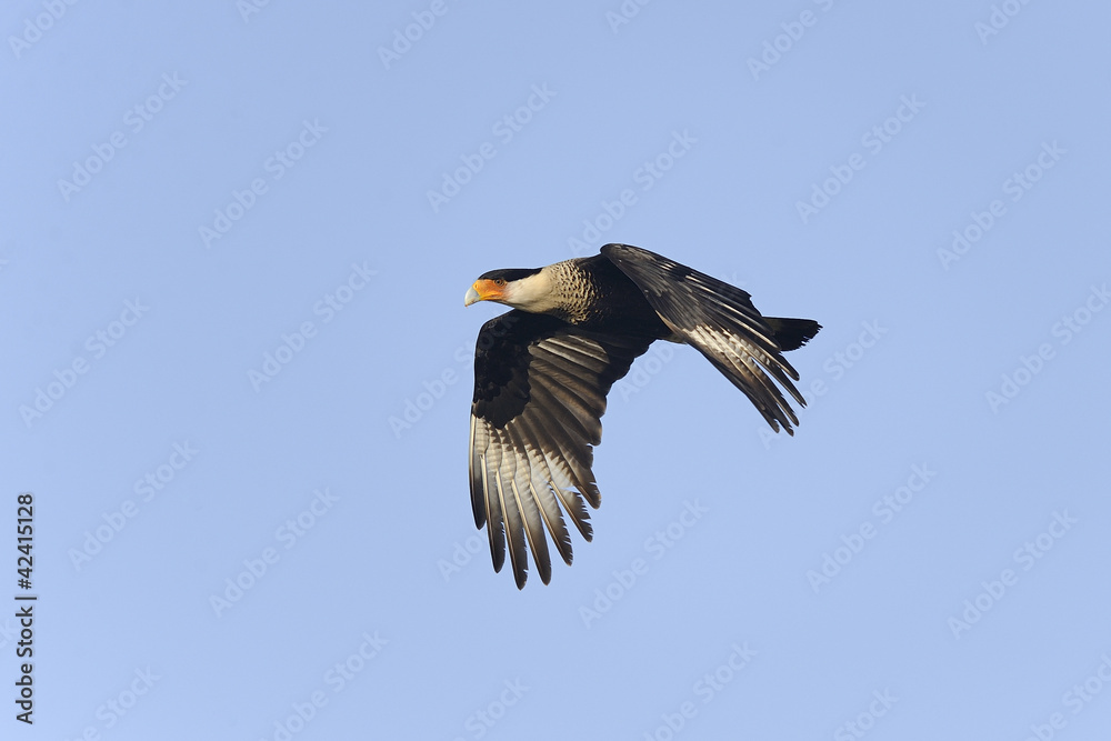 caracara cheriway, northern crested caracara caracara cheriway, northern crested caracara