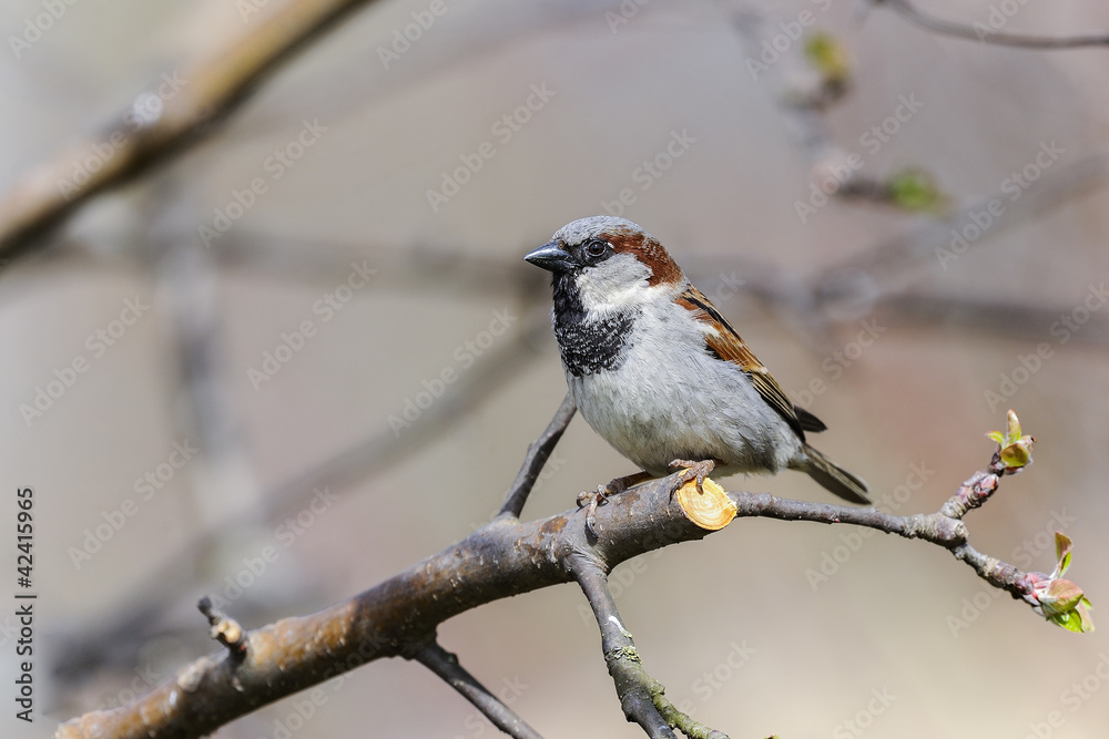 Obraz premium tree sparrow, passer montanus