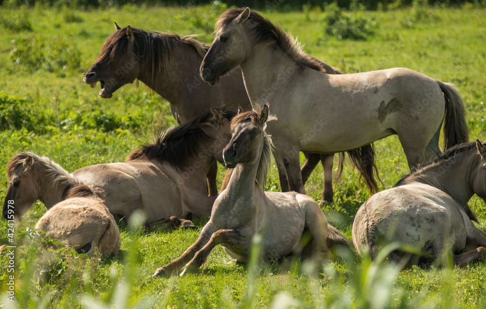 Herd of Konik horses in sunlight Herd of Konik horses in sunlight