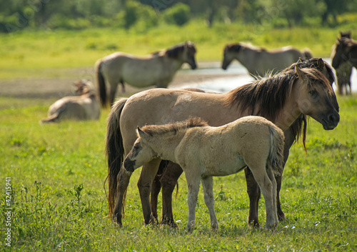 Herd of Konik horses in sunlight