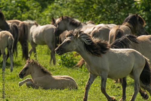 Fototapeta Naklejka Na Ścianę i Meble -  Herd of Konik horses in sunlight