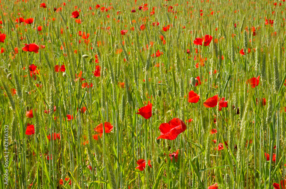 Fototapeta premium Poppy background