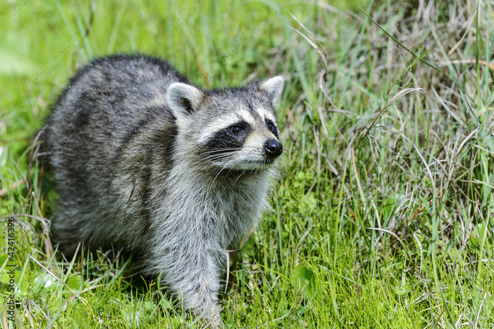 procyon lotor, raccoon procyon lotor, raccoon