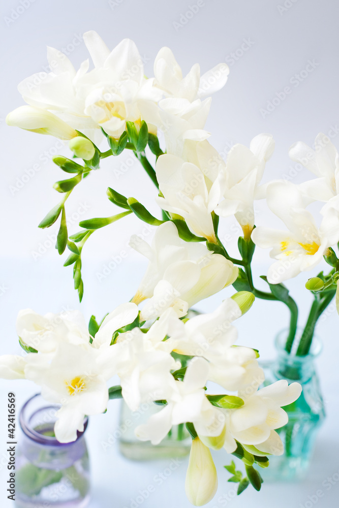 Fototapeta premium Kwiaty frezji