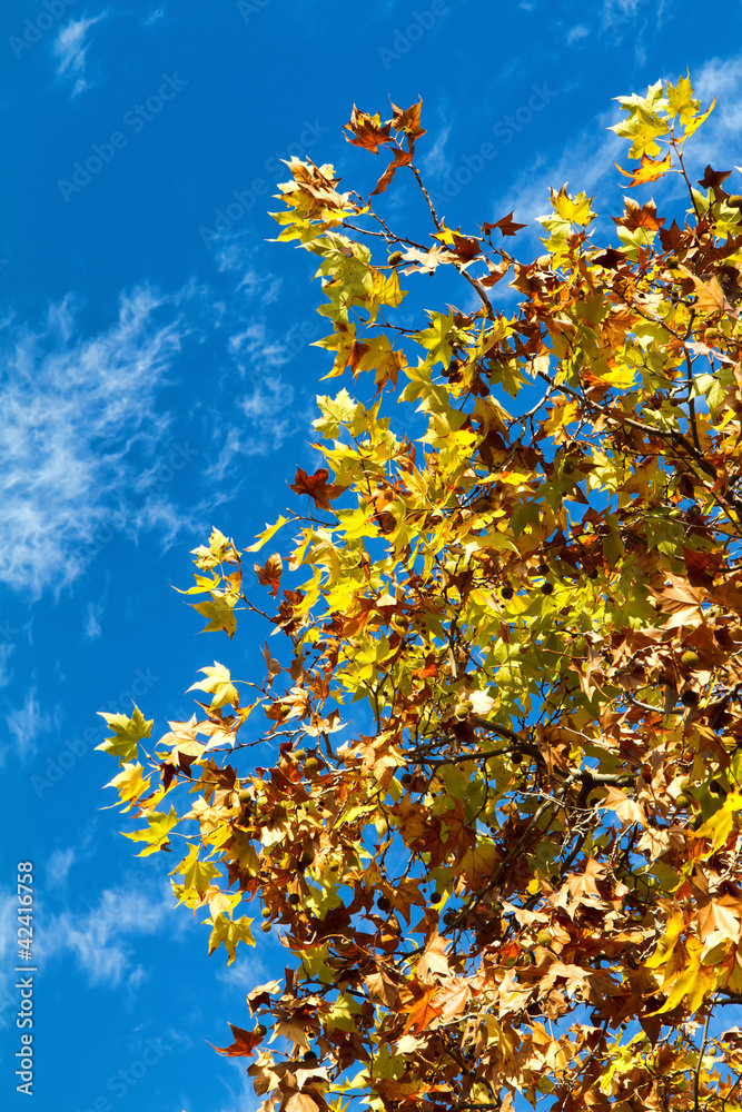 Obraz premium Sycamore