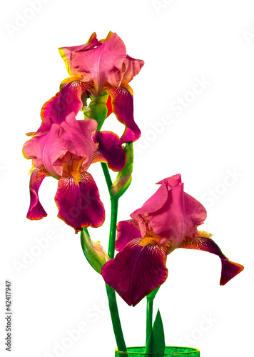 Bouquet of Red Iris flower on a white background