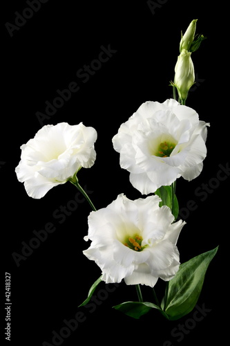 Fototapeta Naklejka Na Ścianę i Meble -  White flowers on a black background.