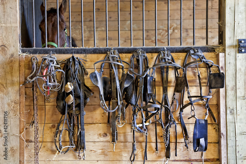 Harness Racing Equipment photo