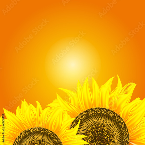 Fototapeta Naklejka Na Ścianę i Meble -  Sonnenblume