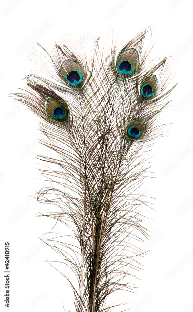 Obraz premium Peacock Feathers on white background