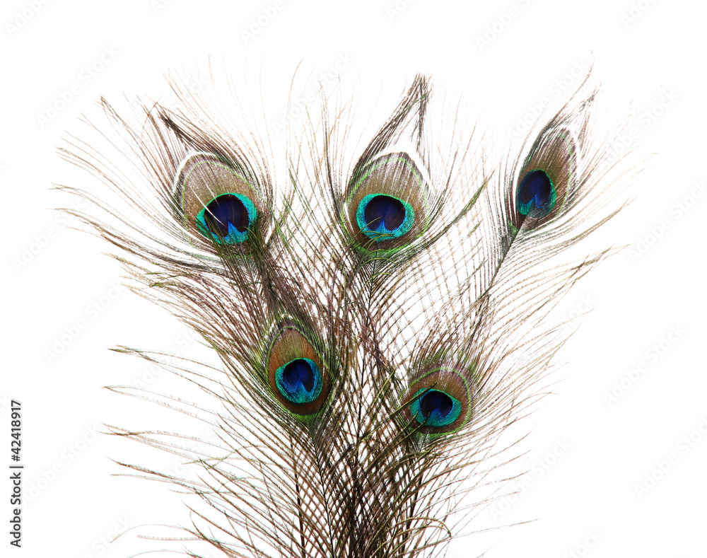 Obraz premium Peacock Feathers on white background