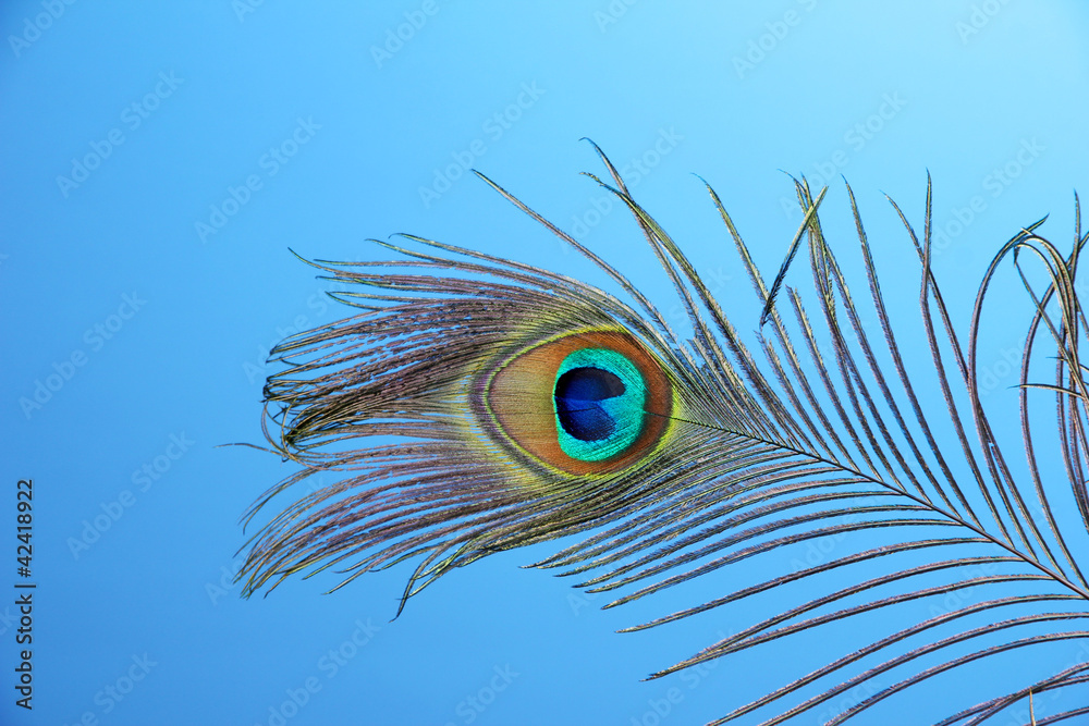 Peacock feather on blue background Stock Photo | Adobe Stock