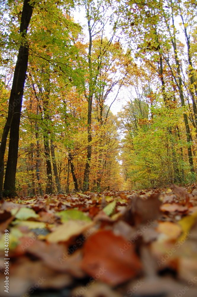 Fototapeta premium autumn_ Forest