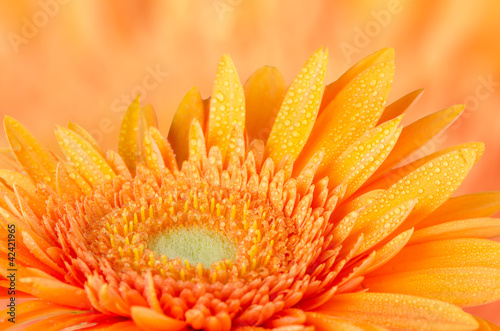 Fototapeta Naklejka Na Ścianę i Meble -  Orange gerbera daisy