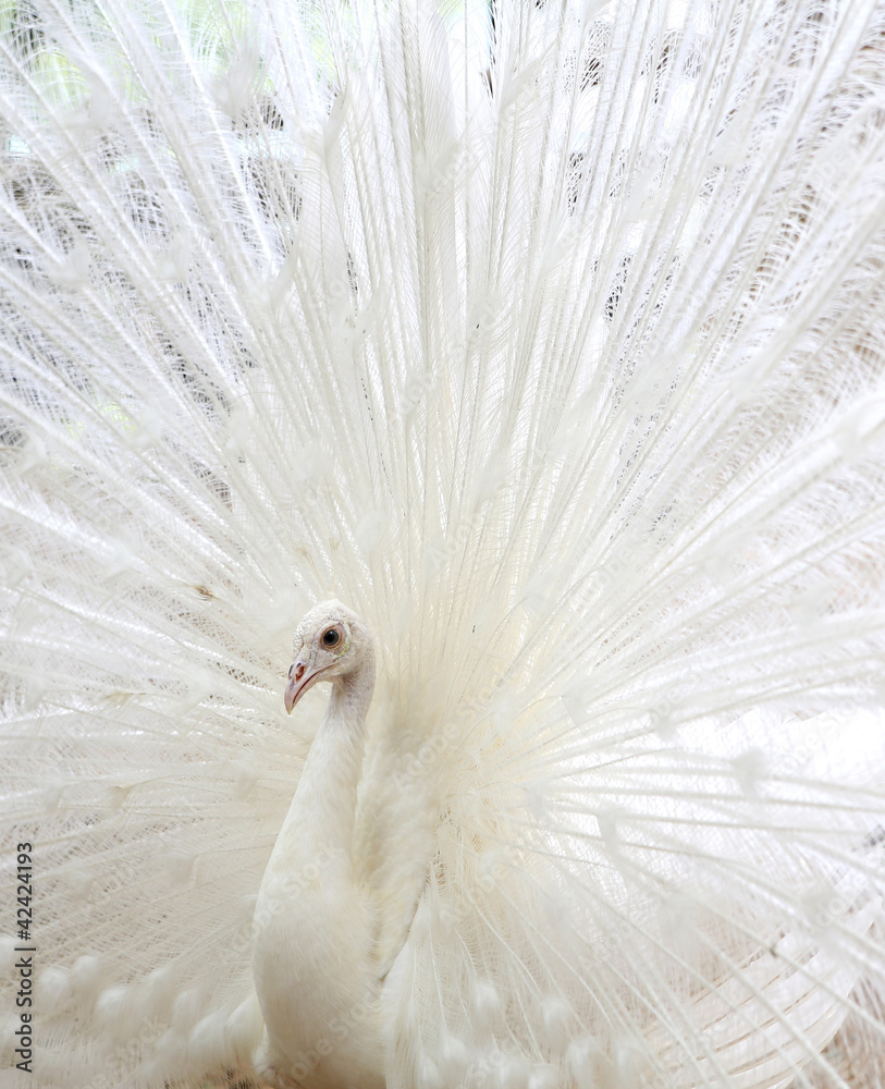Fototapeta premium White peafowl
