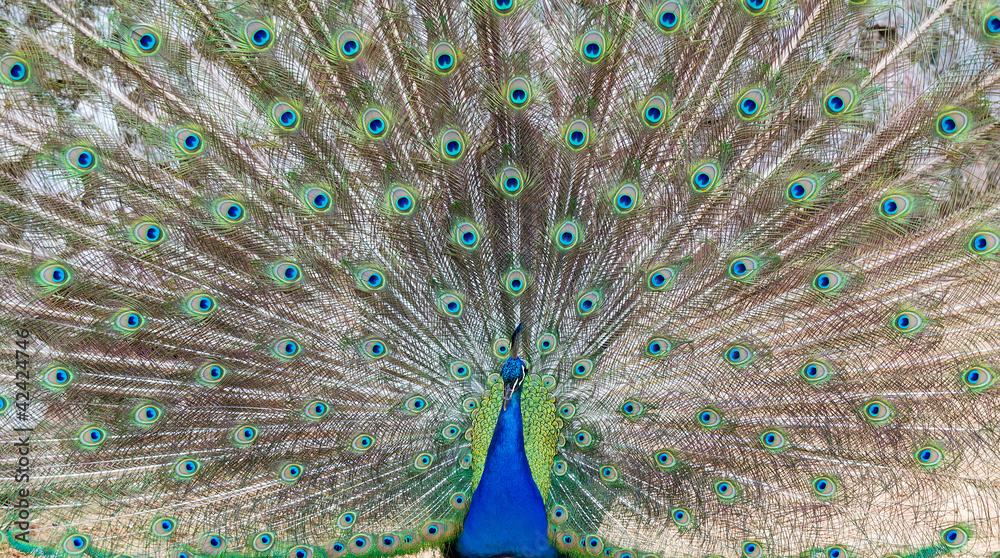 Obraz premium Peacock demonstrating it's beautiful feathers