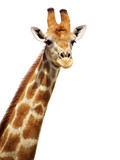Giraffe freigestellt