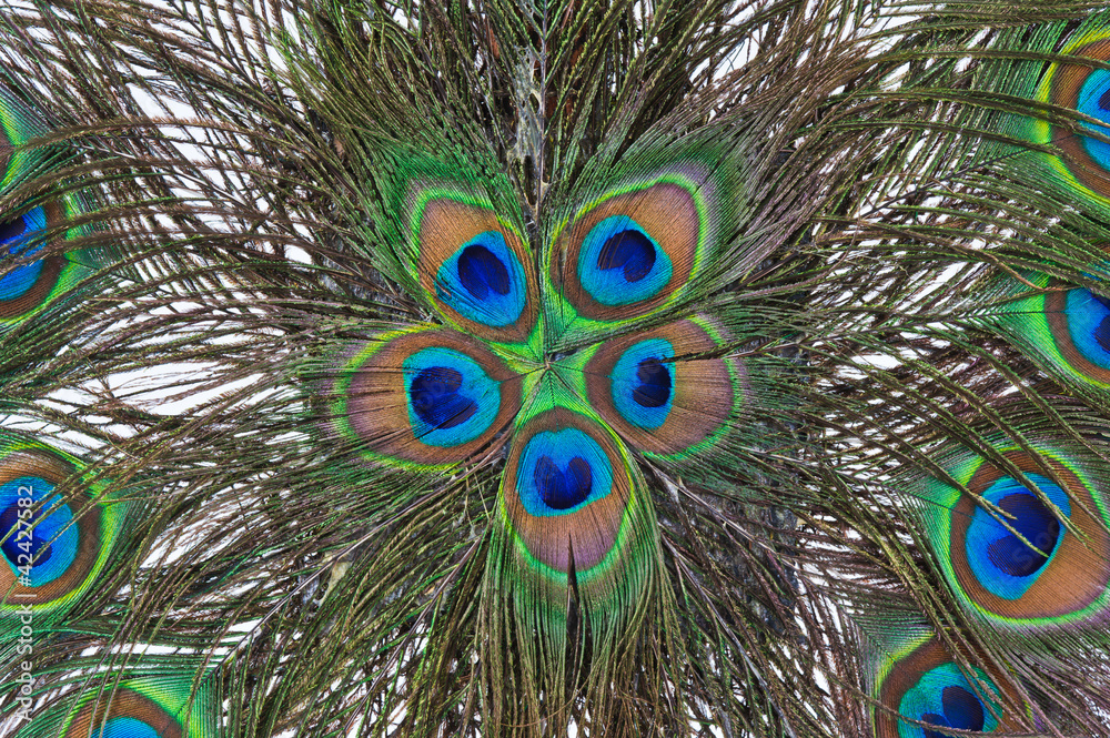 Fototapeta premium Peacock feathers