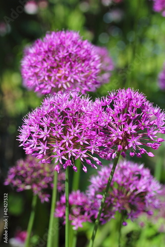 Allium