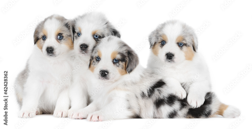 Carta da parati A group of four australian shepherd puppies