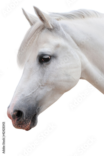 Arabian stallion on a white background