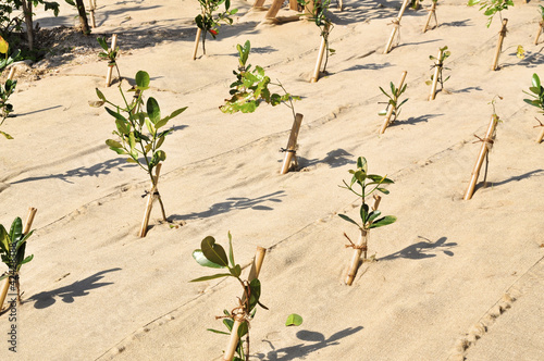 Valokuva Reforestation