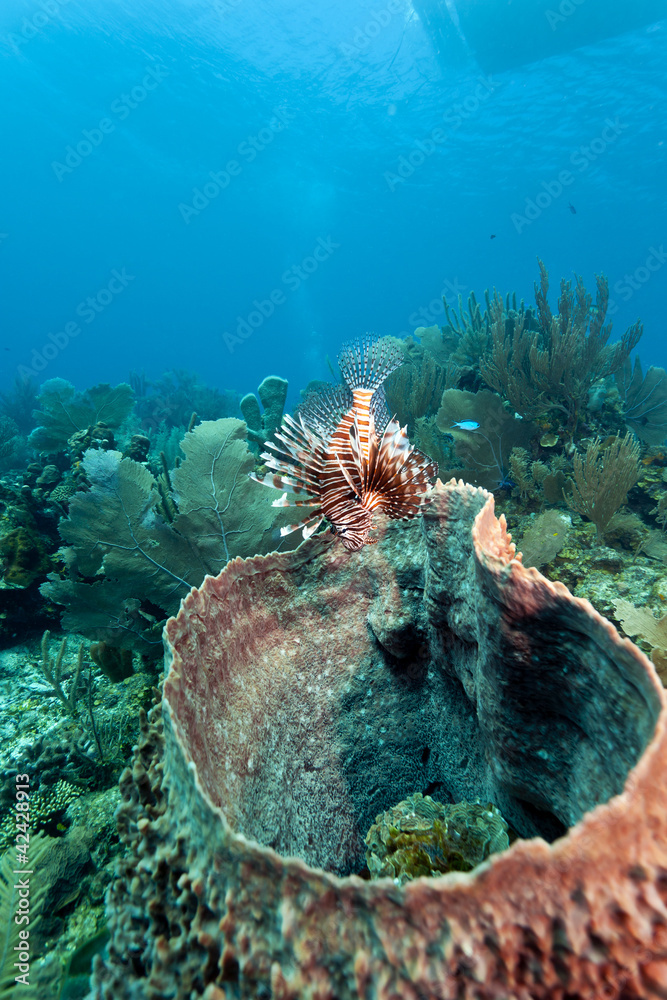 Fotografie red lionfish (Pterois volitans)