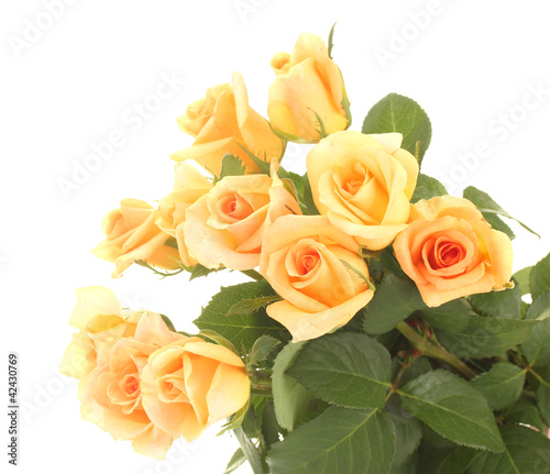 beautiful bouquet of roses isolated on white