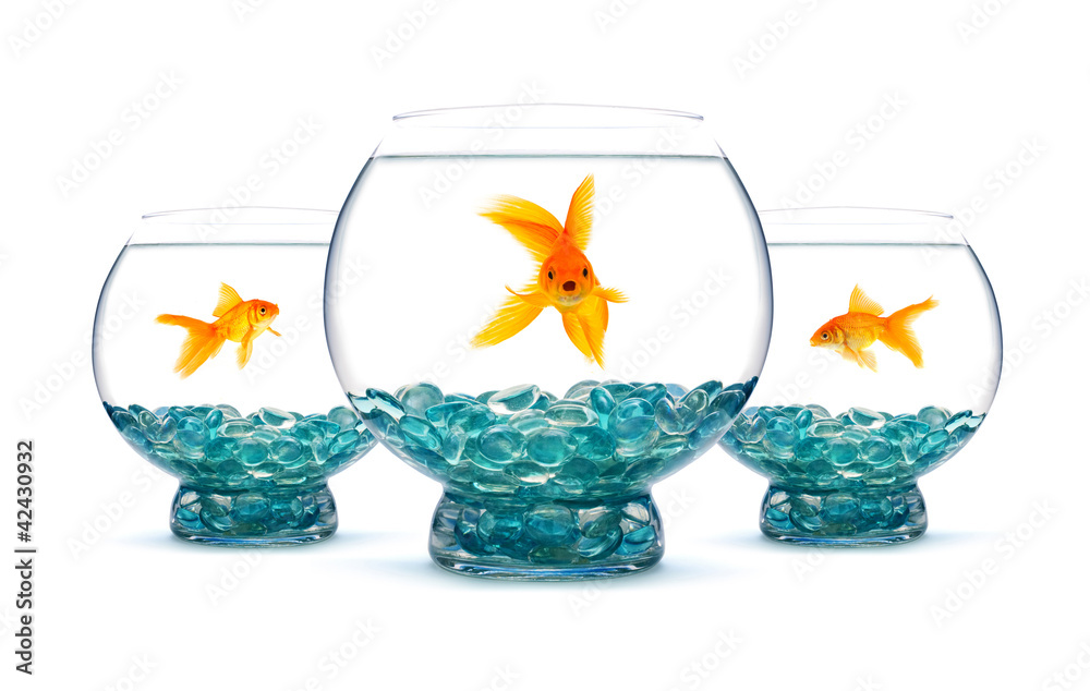 Goldfish Goldfish