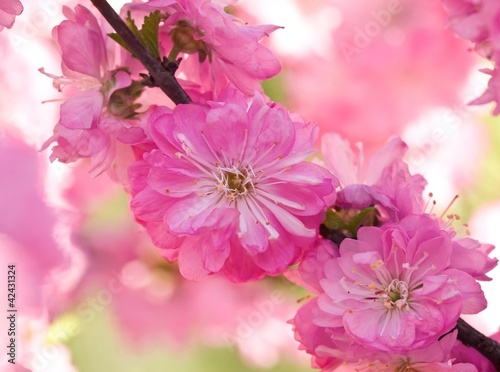 branch of a beautiful pink sakura