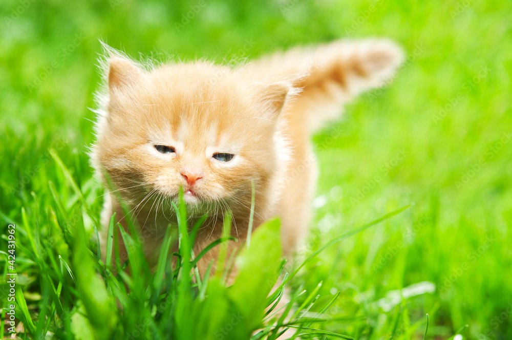 kitten on green grass