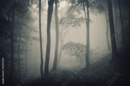 silhouette of trees in a forest with fog