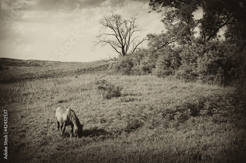 vintage photo of a landscap...