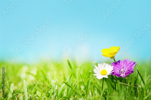 Fototapeta Naklejka Na Ścianę i Meble -  Three flowers on the grass