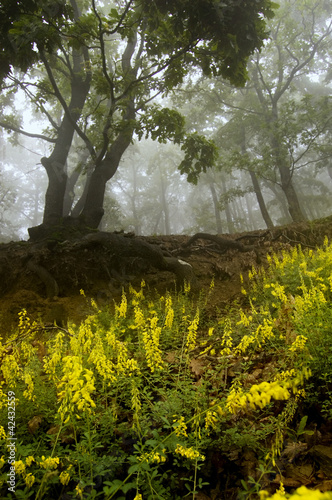 flowers and trees in a forest