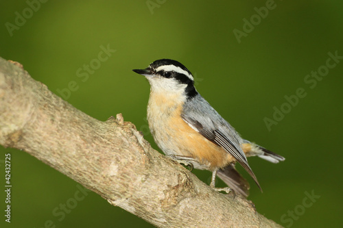 Male Red-breasted Nuthatch (Sitta canadensis)