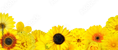 Fototapeta Naklejka Na Ścianę i Meble -  Selection of Yellow Flowers at Bottom Row Isolated