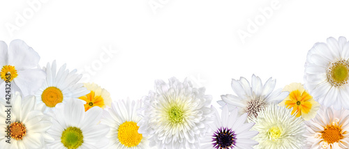 Fototapeta Naklejka Na Ścianę i Meble -  Selection of White Flowers at Bottom Row Isolated