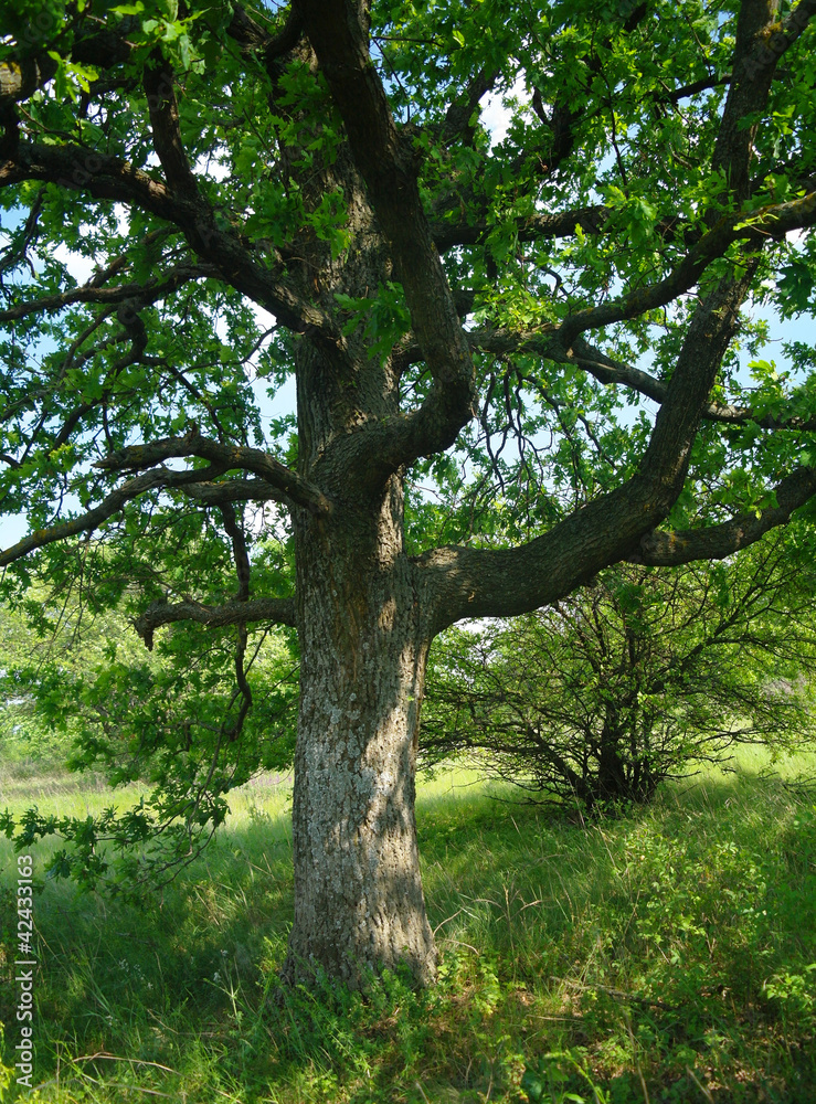 Spring meadow with big tree with fresh green leaves Spring meadow with big tree with fresh green leaves