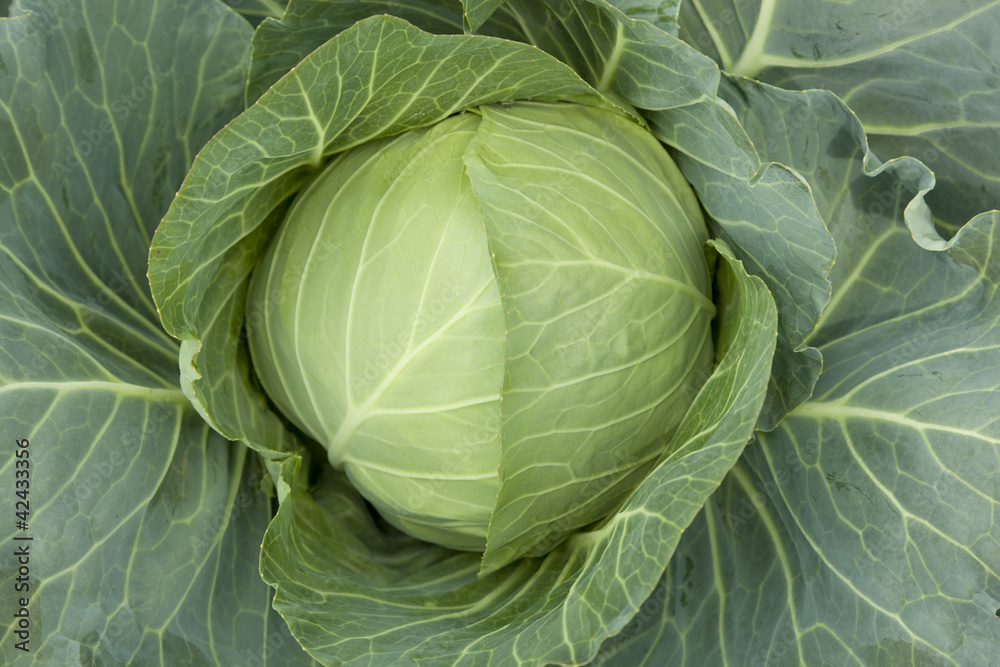 head cabbage head cabbage