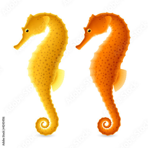 Seahorse