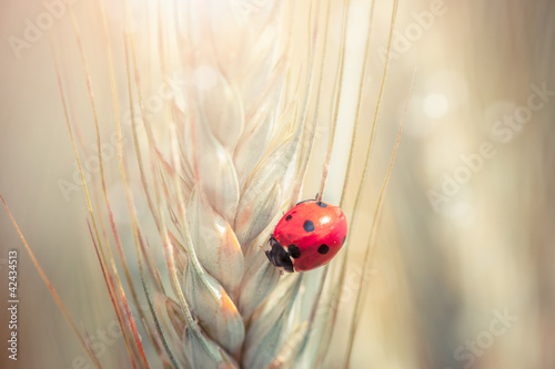 Ladybug on a spike