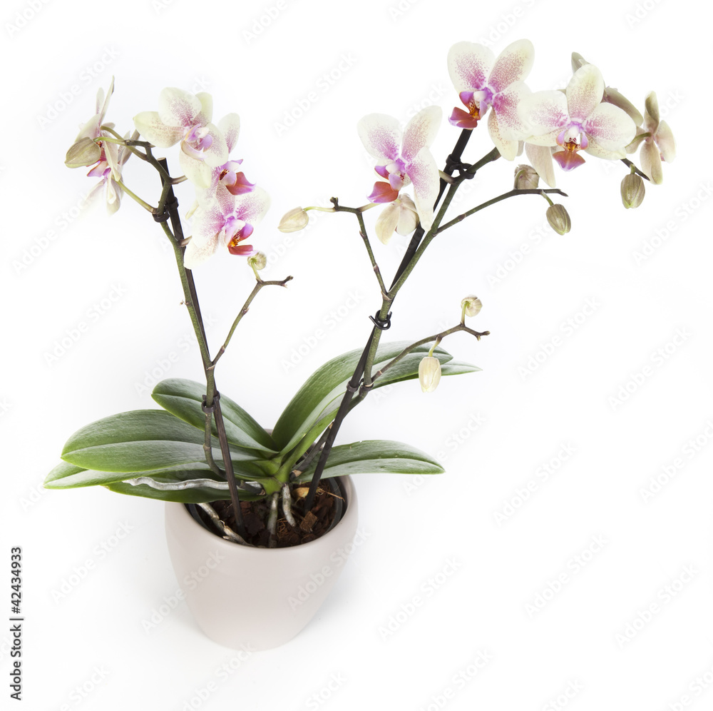 Fototapeta premium Orchidée Phalaenopsis blanche avec pot blanc