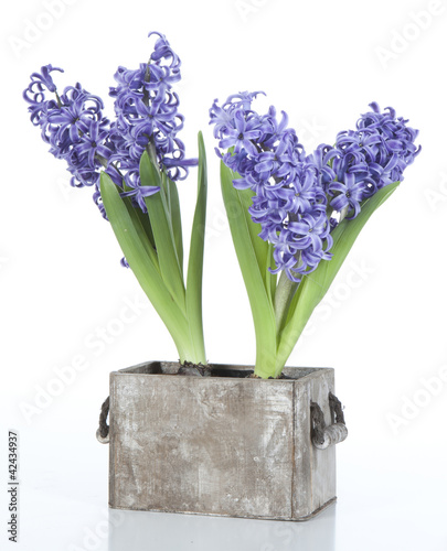 Hyacinthes bleu avec pot en terre patiné gris photo